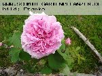 Mme. Knorr - Portland Rosen