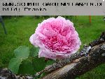Mme. Knorr - Portland Rosen