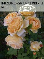 Golden Celebration - Englische Rosen