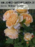 Golden Celebration - Englische Rosen