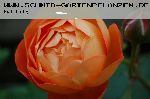 Lady Emma Hamilton - Englische Rosen