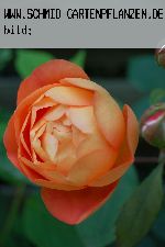 Lady Emma Hamilton - Englische Rosen