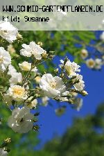 Rambling Rector - Kletterrosen und Rambler