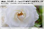 Climbing Iceberg ('Climbing Schneewittchen') - Moderne Kletterrosen