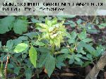 Viridiflora - China Rose