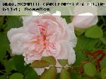Barbara Austin - Englische Rosen