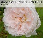 Barbara Austin - Englische Rosen