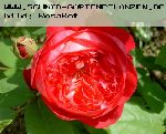 Benjamin Britten - Englische Rosen