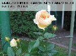 Papi Delbard - Rosen von Delbard