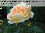 Papi Delbard - Rosen von Delbard