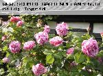 Ferdinand Pichard - Remontant Rosen