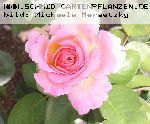 C�sar - Moderne Strauchrosen