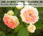 C�sar - Moderne Strauchrosen