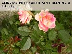 C�sar - Moderne Strauchrosen