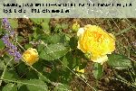 Molineux - Englische Rosen
