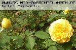 Molineux - Englische Rosen