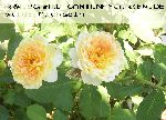 Molineux - Englische Rosen
