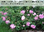 Tour de Malakoff - Rosa Centifolia