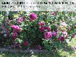 Charles de Milles - Rosa Gallica