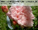 Paul Transon - Kletterrosen und Rambler