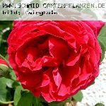 Catherine Guillot - Rosa Borbonica