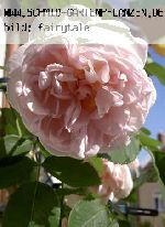 Cymbaline - Englische Rosen