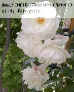 Schneewittchen ('F�e des Neiges') - Moderne Strauchrosen