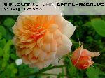 Grace - Englische Rosen