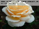 English Garden (Schloss Gl�cksburg) - Englische Rosen