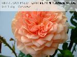William Morris - Englische Rosen