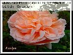 Evelyn - Englische Rosen