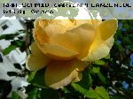 Charles Darwin - Englische Rosen
