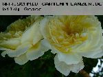 The Pilgrim - Englische Rosen