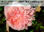 Paul No�l - Kletterrosen und Rambler