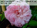 Paul No�l - Kletterrosen und Rambler