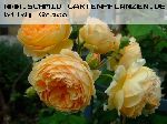 Crown Princess Margareta - Englische Rosen