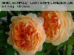 Crown Princess Margareta - Englische Rosen