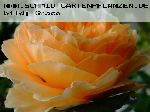 Crown Princess Margareta - Englische Rosen