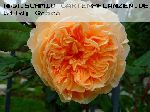 Crown Princess Margareta - Englische Rosen