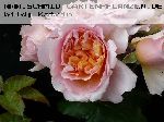 Versigny - Rosa Generosa von Guillot