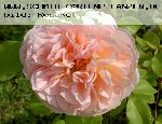 Evelyn - Englische Rosen