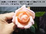 William Morris - Englische Rosen