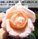 William Morris - Englische Rosen