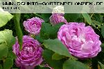 Reine de Violettes - helle Variante - Remontant Rosen