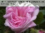 Salet - Rosa Centifolia Muscosa