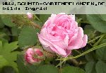 Salet - Rosa Centifolia Muscosa