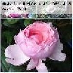 Brother Cadfeal - Englische Rosen
