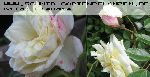 Alb�ric Barbier - Kletterrosen und Rambler