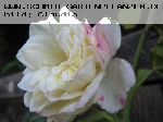 Alb�ric Barbier - Kletterrosen und Rambler