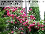 Rosarium Uetersen - Moderne Kletterrosen